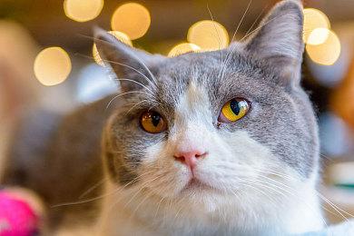  2.5D银河城《审判军团：堕天使》全新预告片曝光