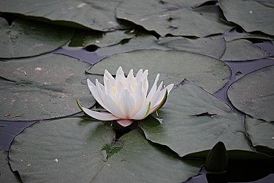 发售9年多的《无人深空》 Steam峰值重回9万多